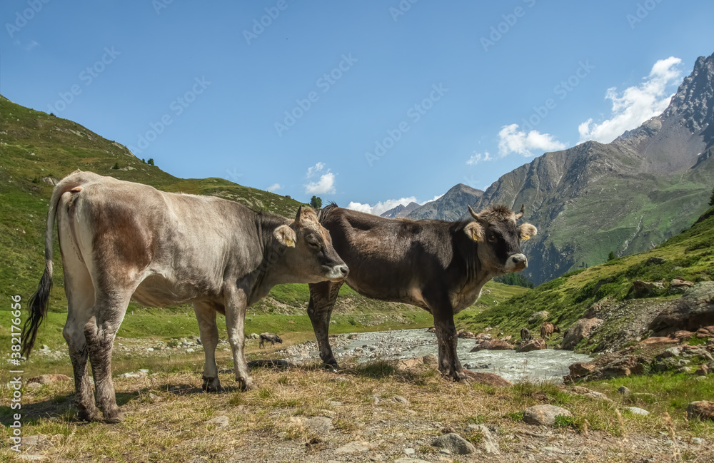 Kühe in den Alpen