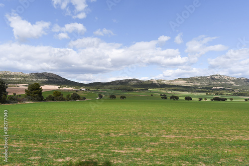 landscape with cows in the meadow