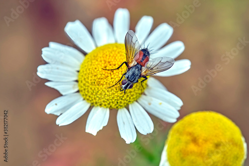 Raupenfliege ( Cylindromyia bicolor ).