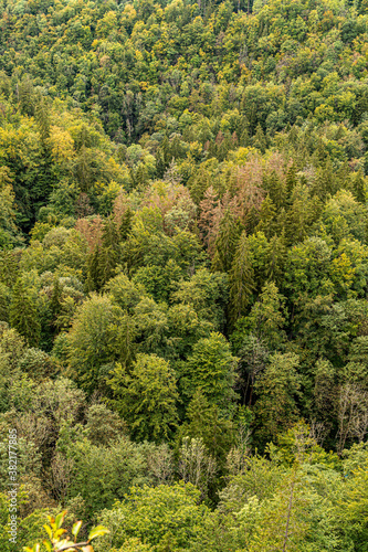 Dense green forest background texture. Forest aerial view.