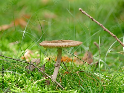 kleiner Pilz auf einer Lichtung im Wald