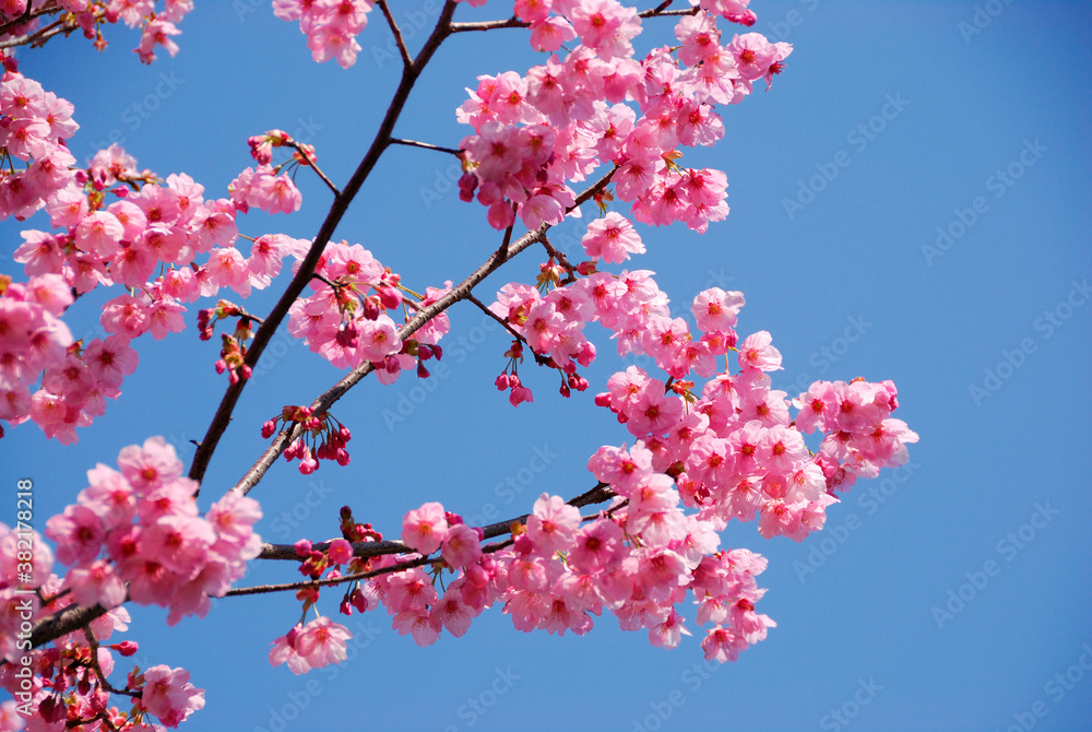 桜 桜