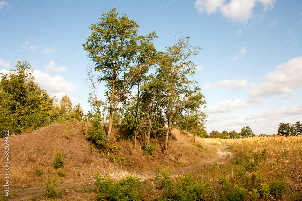 landscape with trees