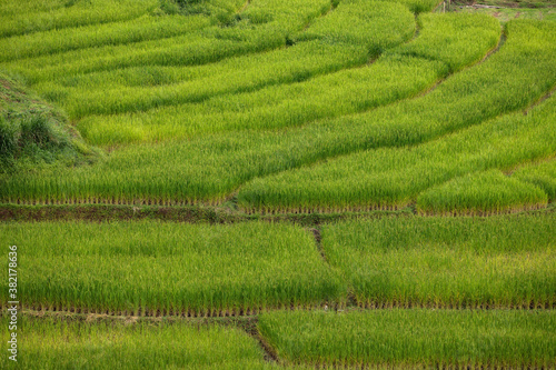 Green rice field in Mae Hong Son, Thailand.