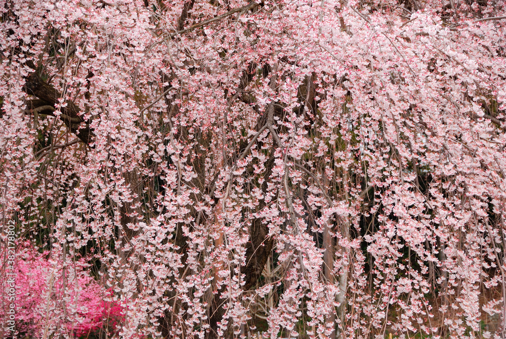 Fototapeta premium 桜
