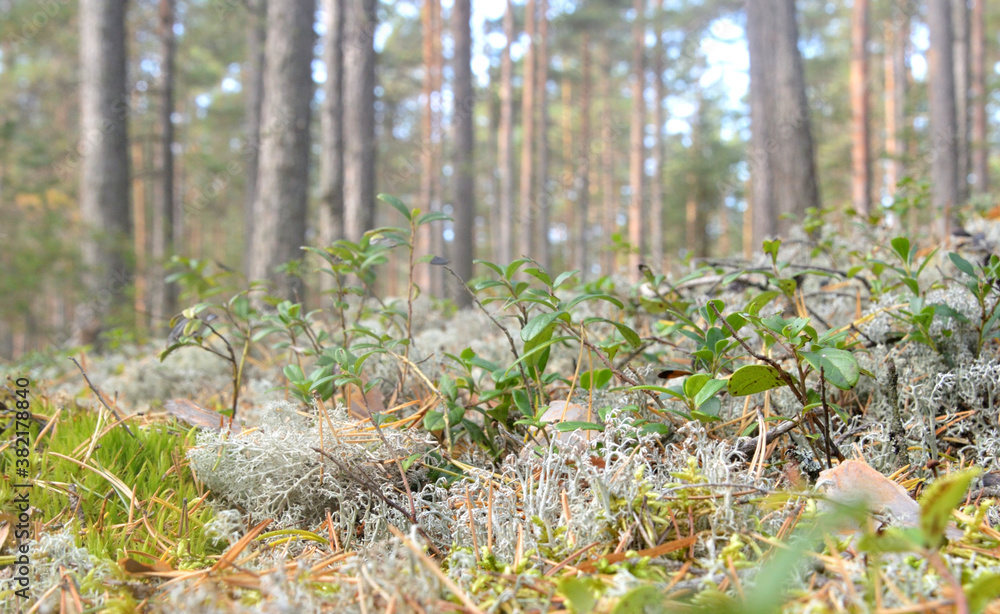Moss and cranberry bushes. Moss and cranberry bushes.