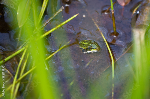 Frosch oder Teichfrosch schaut aus dem Wasser eines Teiches