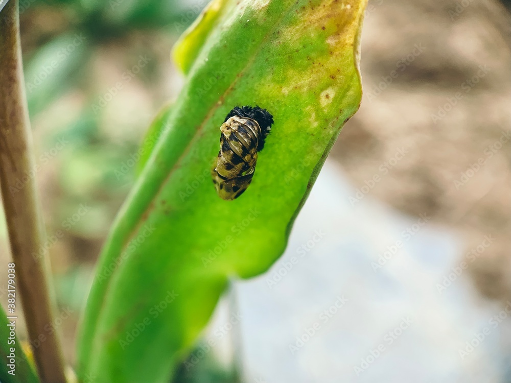 Fototapeta premium Garten-Impression