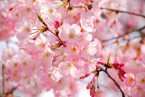 桜 © Paylessimages