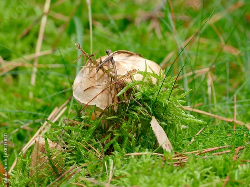 Birkenpilz bahnt sich seinen Weg durch den Moosteppich