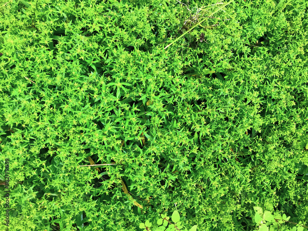 Fototapeta premium texture, natural background. green bush with small leaves. hedge. natural background of green color. natural living fence. gardener caring for plants