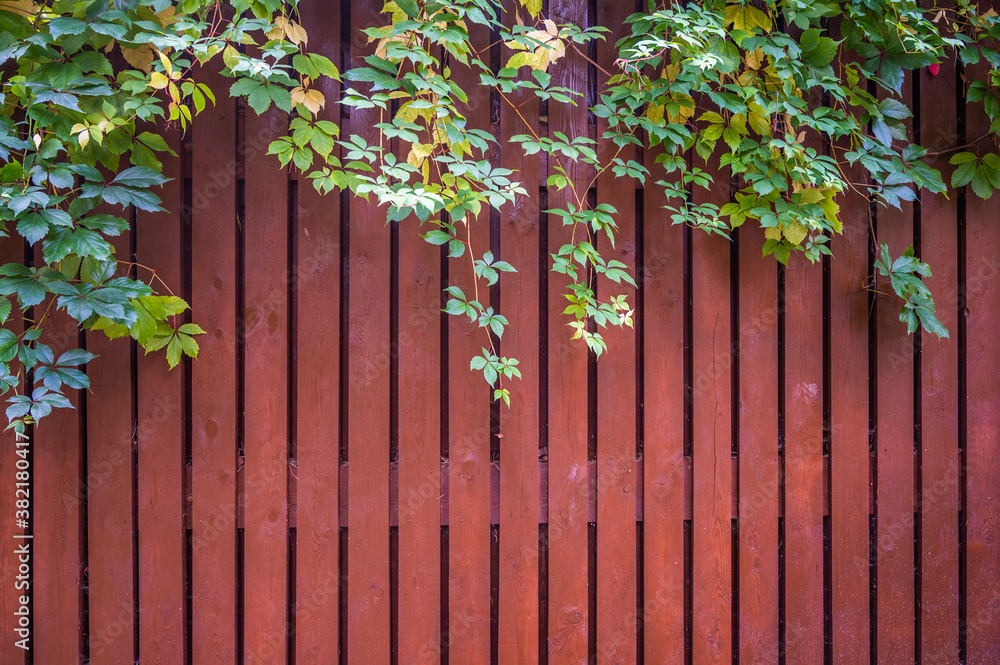 Background from a fence of red thin boards, on top of a branch with green leaves, copy space Background from a fence of red thin boards, on top of a branch with green leaves, copy space