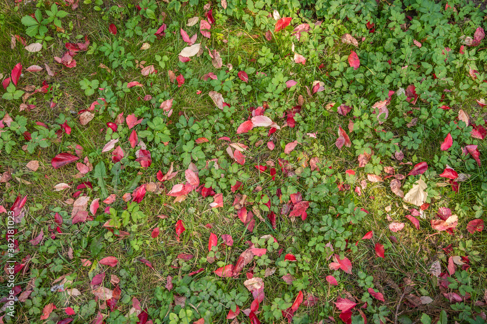 Background of the glade with green grass and red leaves on it, top view