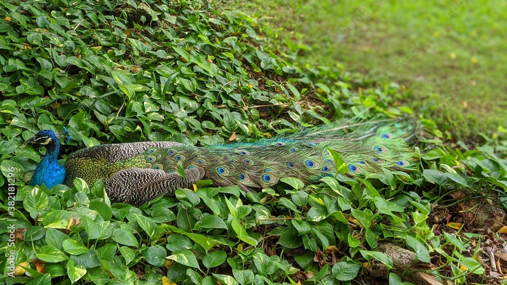 Naklejka premium peacock in the grass