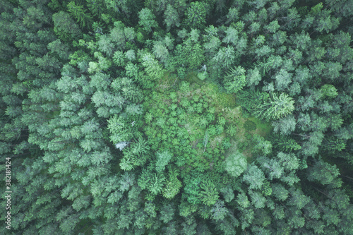 Fototapeta Naklejka Na Ścianę i Meble -  Top down aerial image of clearing in green pine forest, cyan toned image