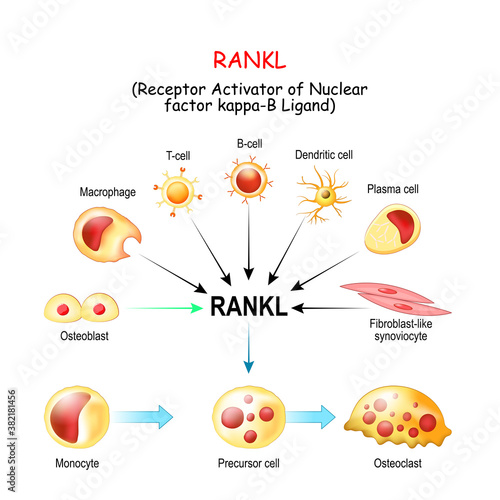 RANKL, and Activation of osteoclast