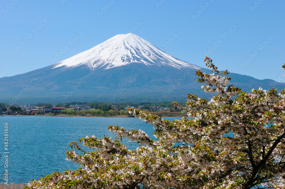 Obraz premium 富士と桜