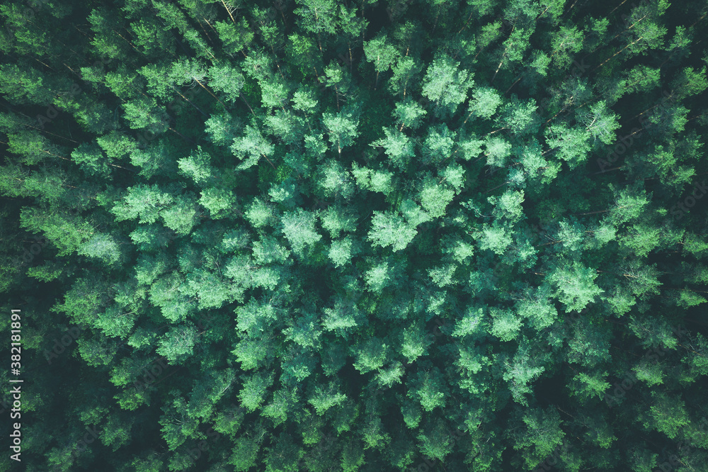 Top down aerial view of pine forest, toned image