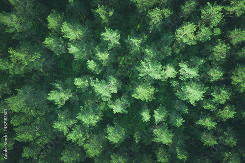 Top down aerial view of pine forest, toned image