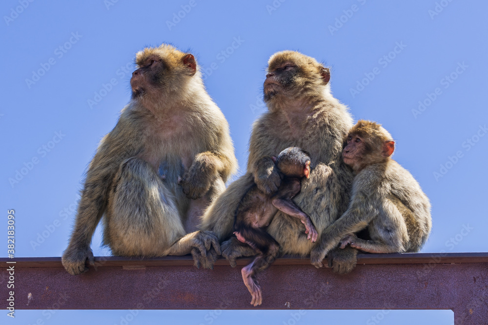 the legendary monkeys of gibraltar the legendary monkeys of gibraltar