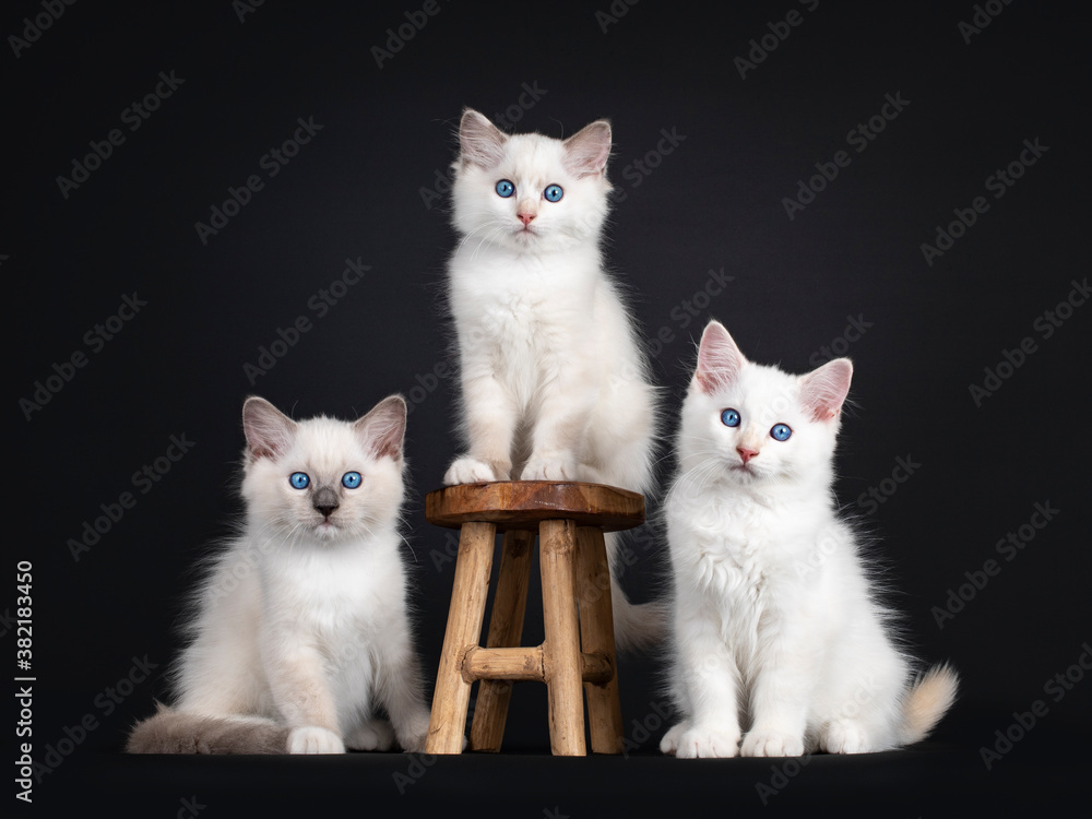 Group of three Ragdoll cat kittens sitting on and beside little wooden stool. All looking towards camera with mesmerizing blue eyes. Isolated on black background.