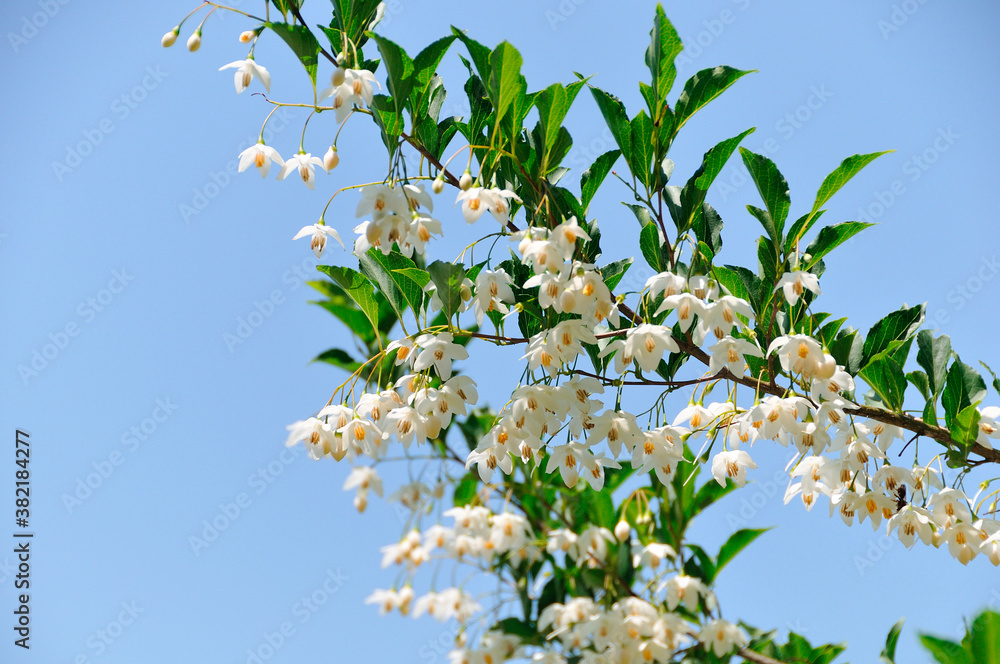 Fototapeta premium 春の花
