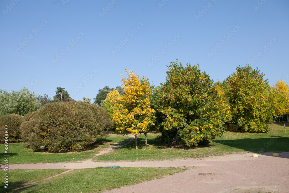 The beginning of autumn, the trees begin to turn yellow. Trees in the city among footpaths and sidewalks, not far from houses. The beginning of autumn, the trees begin to turn yellow. Trees in the city among footpaths and sidewalks, not far from houses.