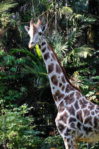 Photography giraffe in the zoo