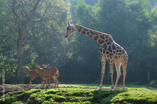 Photography giraffe in the zoo