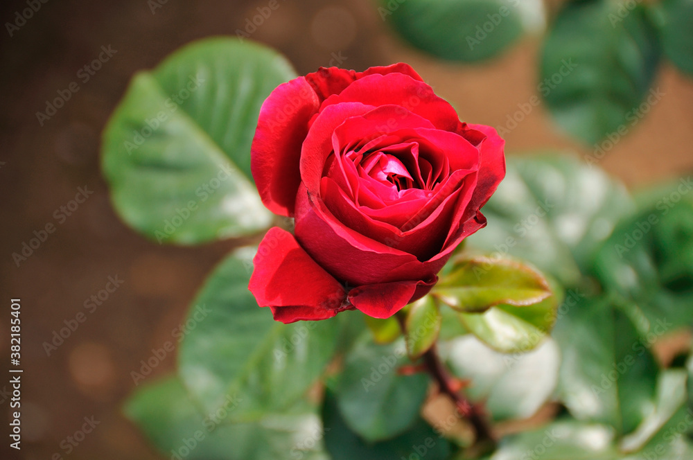 薔薇 薔薇