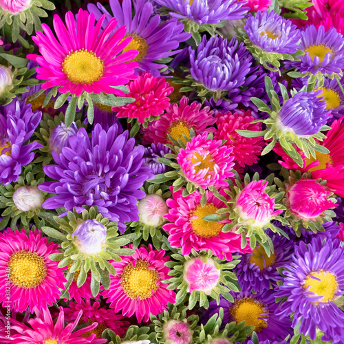 multicolored chrysanthemum flowers top view  seamless natural background