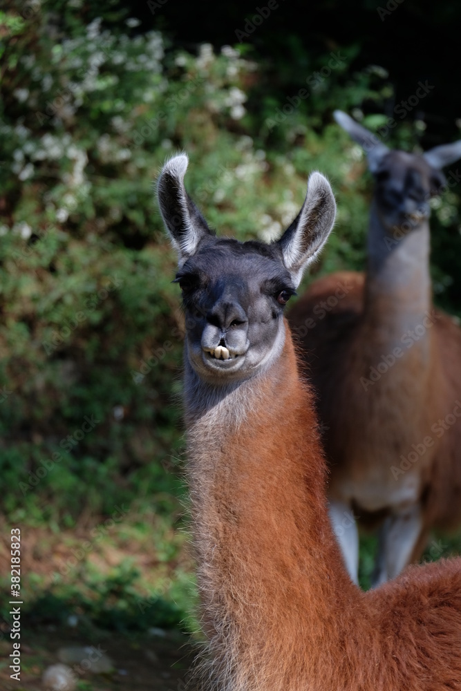 Obraz premium llama in zoo