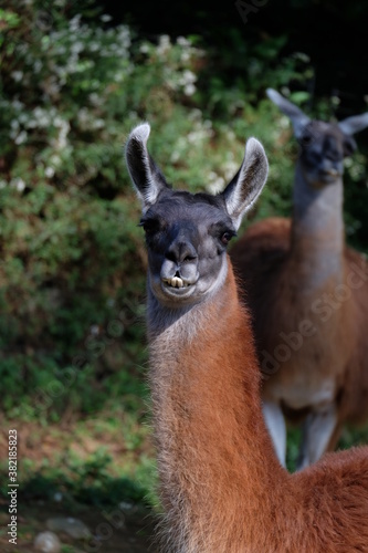 Fototapeta Naklejka Na Ścianę i Meble -  llama in zoo