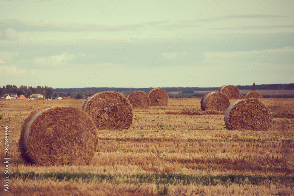straw rolled in a field in autumn
