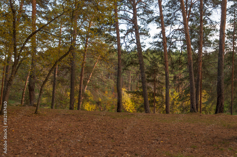 Footpath in scene autumn forest nature.