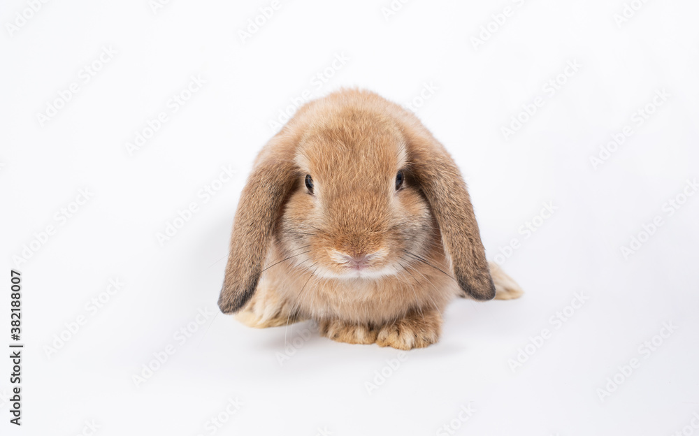 Rabbit Ram breed, brown color, isolated on white background. Rabbit Ram breed, brown color, isolated on white background.