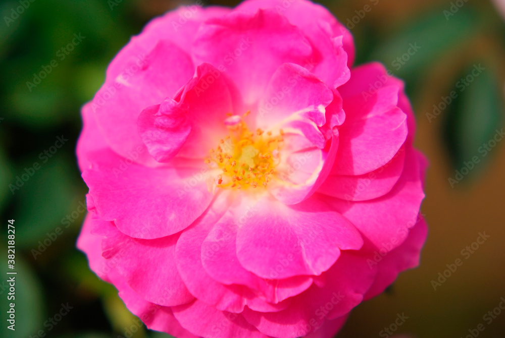 薔薇 薔薇