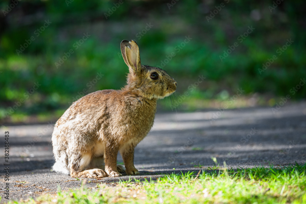 Fototapeta premium Kaninchen im Park auf Weg, Köln
