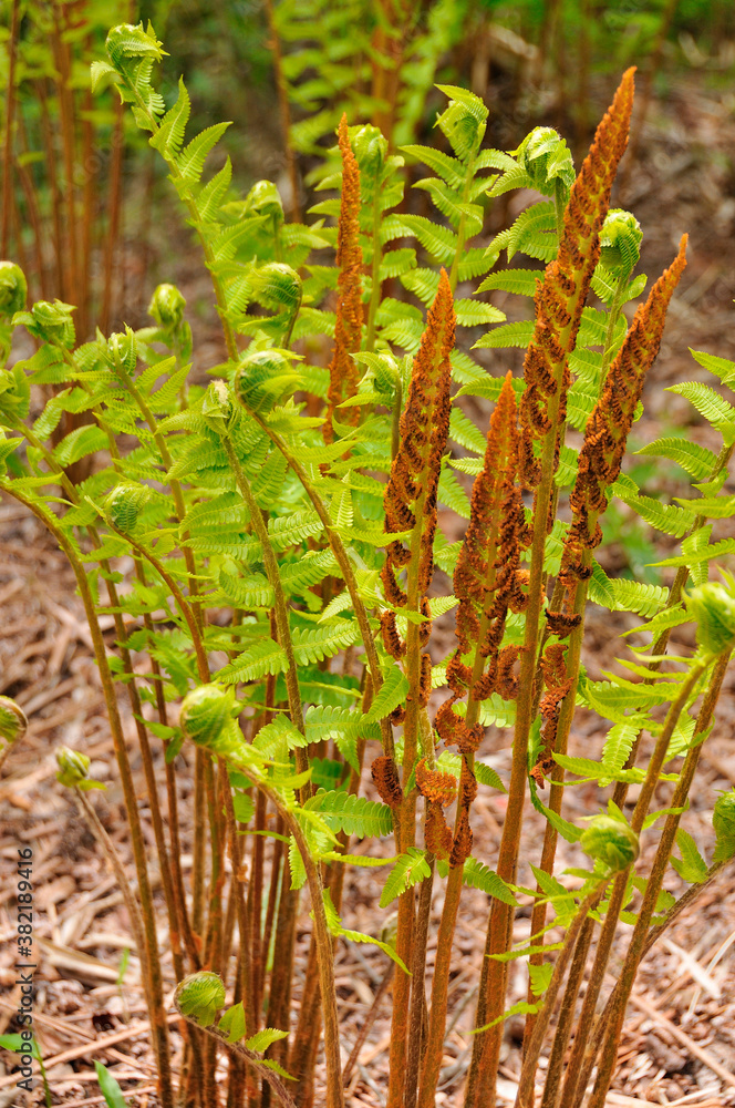 Fototapeta premium 山野草