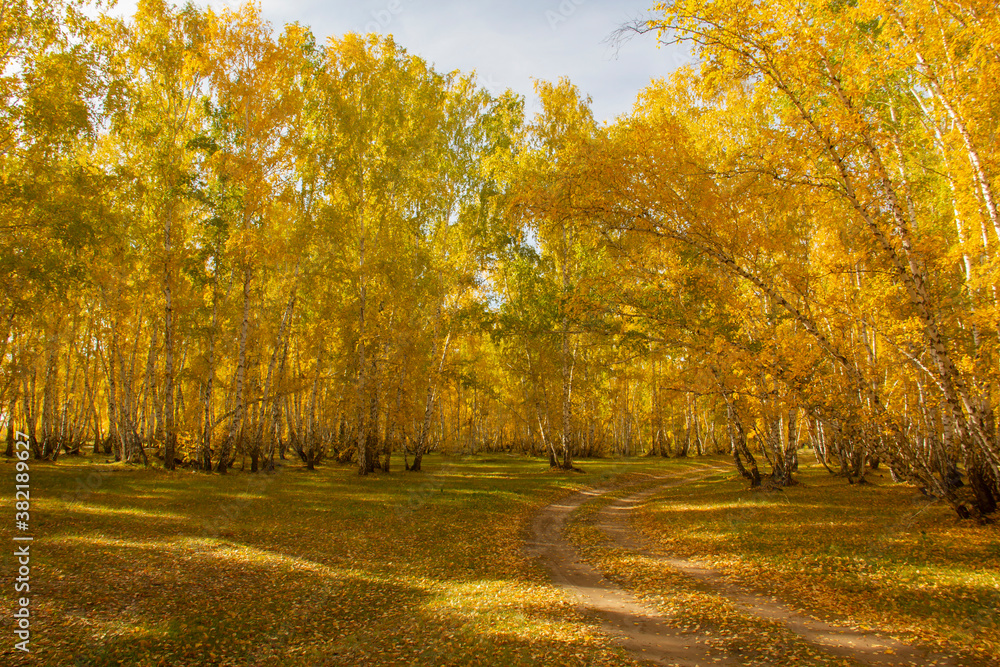 Autumn golden-yellow forest in the rays of the midday sun.