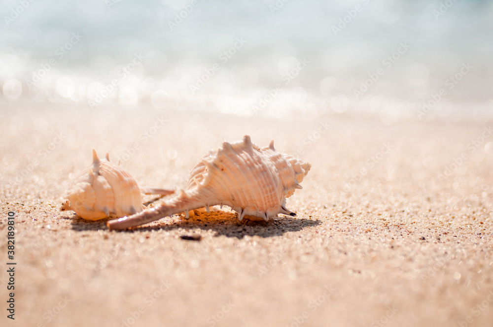 seashell on the beach