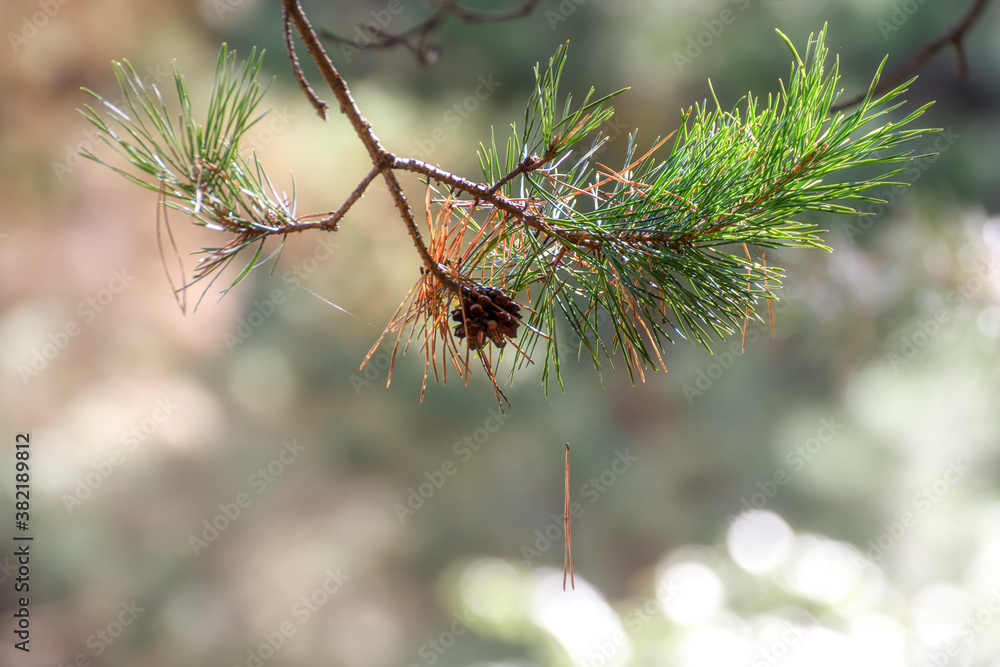 pine branch with a cone in the foreground, blurred background pine branch with a cone in the foreground, blurred background
