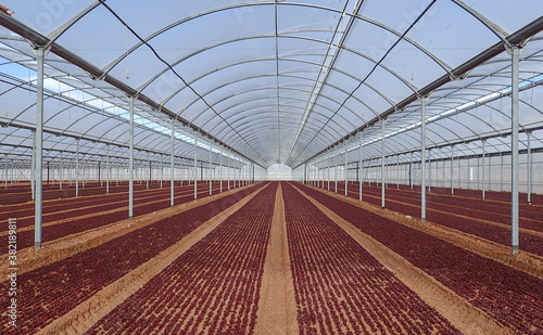 Greenhouse with babies leaves