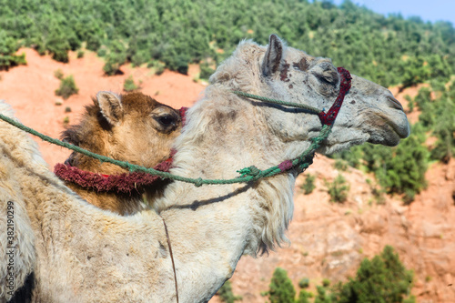 Front of two camels with halter against the background of a landscape with red rocks and green trees in Morocco photo