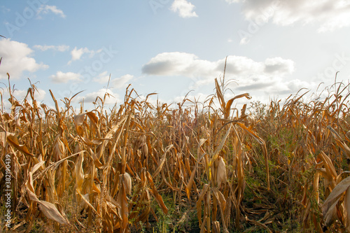 field of corn