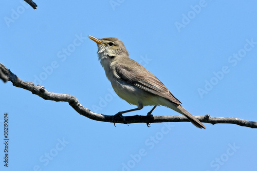 Blassspötter (Iduna pallida) - Eastern olivaceous warbler  photo