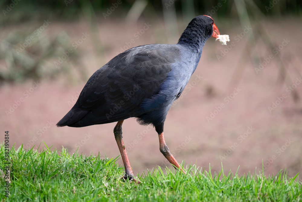 Purple Swamp hen (Porphyrio Porphyrio) walks on the grass at the edge of a swamp in Royal Melbourne Botanic Gardens, Australia Purple Swamp hen (Porphyrio Porphyrio) walks on the grass at the edge of a swamp in Royal Melbourne Botanic Gardens, Australia