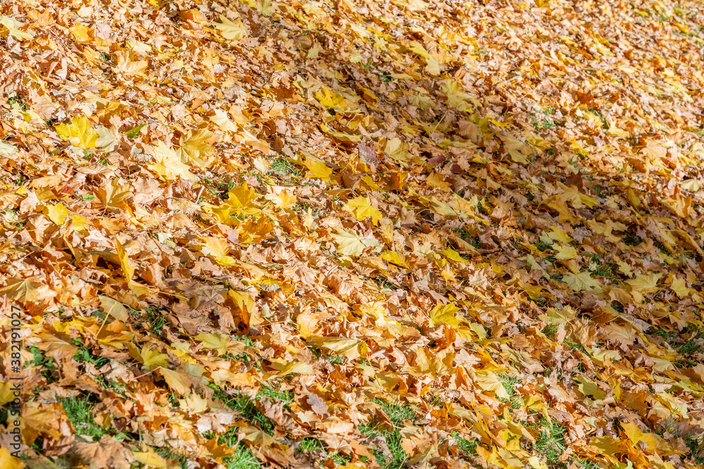 Bright fallen leaves of golden color on the autumn ground Bright fallen leaves of golden color on the autumn ground