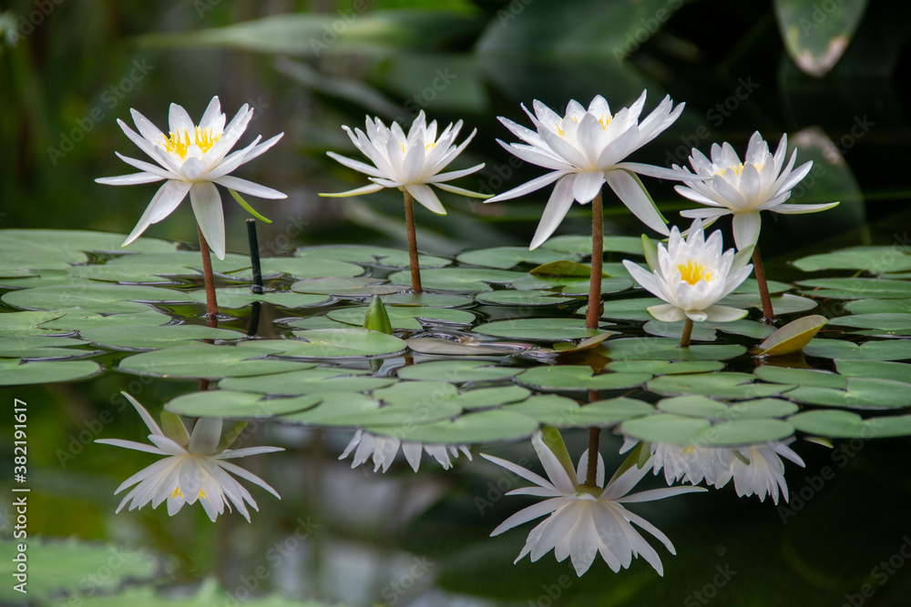 white water Lily flower in the pond white water Lily flower in the pond