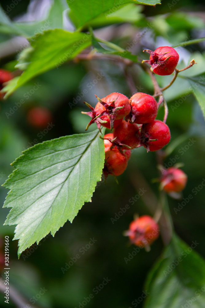 red berries of the hawthorn plant on a branch red berries of the hawthorn plant on a branch